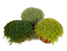 ���������� ���� 11�15. 137,55 ���.jpg