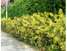 �������� �������������