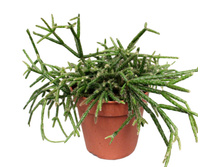 �������� ����� ������� 12�20. 239,4 ���.jpg