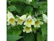 ������� �����������.jpg