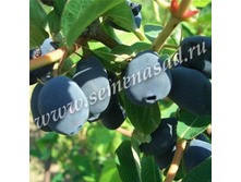 ��������� ��������� ������������� ������.jpg