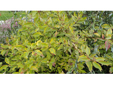 ����� �����