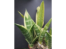 Trifasciata sGold Flamec-250�