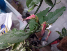 ��� ����� ������� ��������..