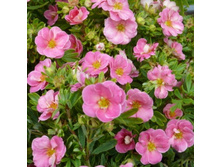 �������� ������������� ����� ��� (V2�.) (������ �����-������-���������).jpg