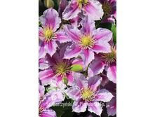 �����*(���)