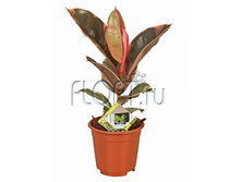 ����� ����� 12�40. 164,85 ���.jpg