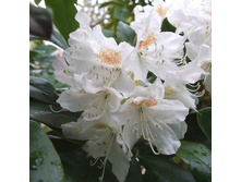 ����������� ��������� ��������� ����.jpg