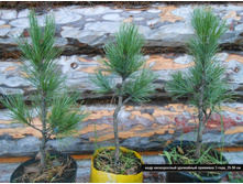 ������� ����� ����������- �������� ������������ ������.jpg