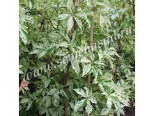 �������� ��������������� ���� ������.jpg