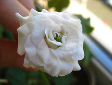 ������ �������� ������ Ice Rose