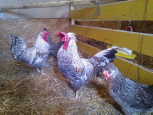 ������ ��������