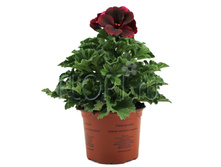 ���������� ����������� ������� ����� 12�25. 279,05 ���.jpg