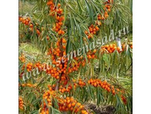 �������� ������� (V5-7,5�) (������, ��������������, ����-���������)