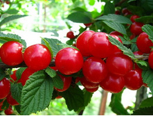 ����� ��������� ������� (V2�) (����-�������).jpg