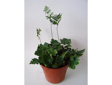 ���������� ����������� Doryopteris cordata - 350 - 400  ���.