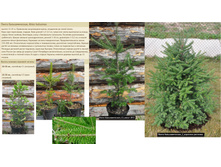 ����� �������������� 15-25�� 1� 250���, 25-35�� 3� 600���.jpg