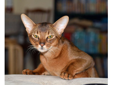 ��� ����