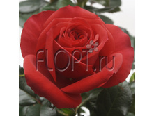 ���� ��� ����� �������� 12�30. 342,08 ���.jpg