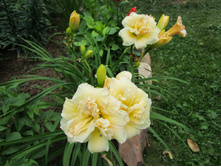 �������� ��������