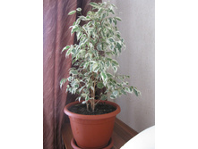 ����� ���������� ��������