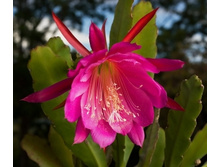 Epiphyllum-150�
