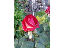 2015-08-15 17.04.37.jpg