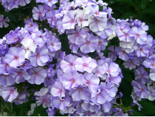 ����� �������- �ݣ ����