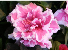 87309777 00027882.jpg