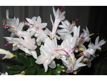 ������������ �����������