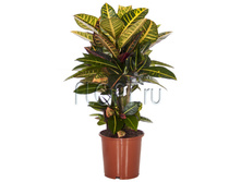 ������� ����� ����� 21�60. 1940,41 ���.jpg