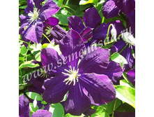 �������� ��������������� ����� ������.jpg