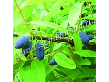 ��������� ��������� �������.jpg