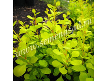 �������� �������� �����.jpg