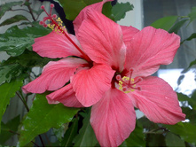 ������������� �������� Cooperi Carnival.