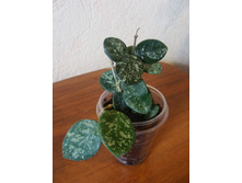 Hoya cv.Mathilda splash