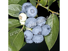 �������� �����.jpg