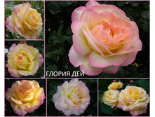 ������ ��� (Gloria Dei)