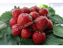 ��������� ������ ( 5��) (�������, ����� ������� � ����������� ��������).jpg