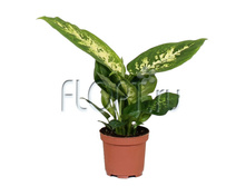 ����������� �������� 8�25. 108,13 ���.jpg