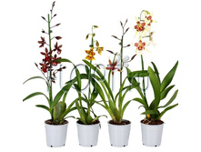 ������� ���� 12�50. 577,5 ���.jpg