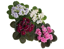 ������ �������� ���� 9�14. 124,95 ���.jpg