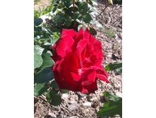 2015-08-09 10.19.29.jpg