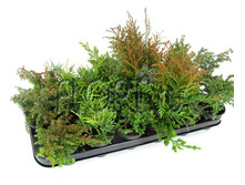 ������������ ���� 9�22. 114,36 ���.jpg