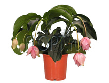 �������� ��������� 4��. 17�60, �����. 1096,62 ���.jpg