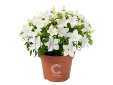 ��������� ������� ����� 11�20. 284,55 ���.jpg