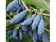 ��������� ��������� ���������� ������� (V2-3�) (�������).jpeg