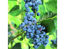 �������� ��������.jpg