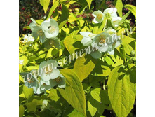 ������ ������� (��������) ������.jpg