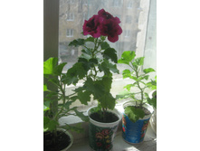 ����������� ����������, 100 ������